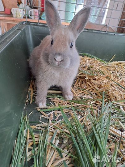 Цветной карлик.Дикаративные кролики