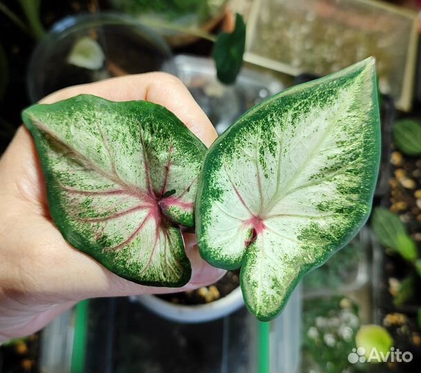 Каладиум White Wonder