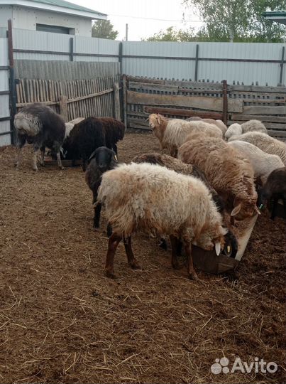 Продам овец гиссарской и эдельбаевской породы