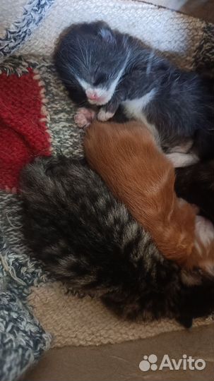 Котята в добрые руки