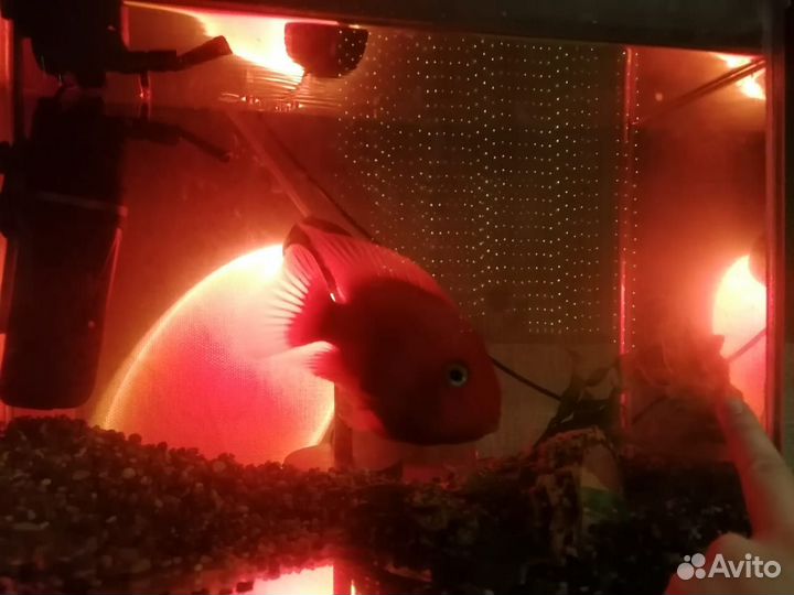 Попугай красный рыба