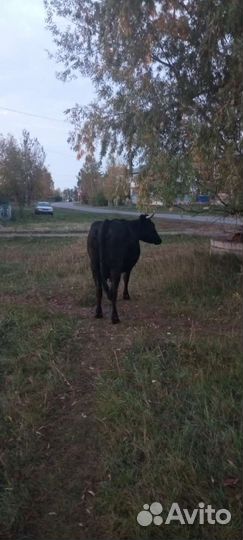 Коровы и телка