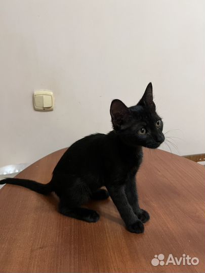 Котенок в добрые руки