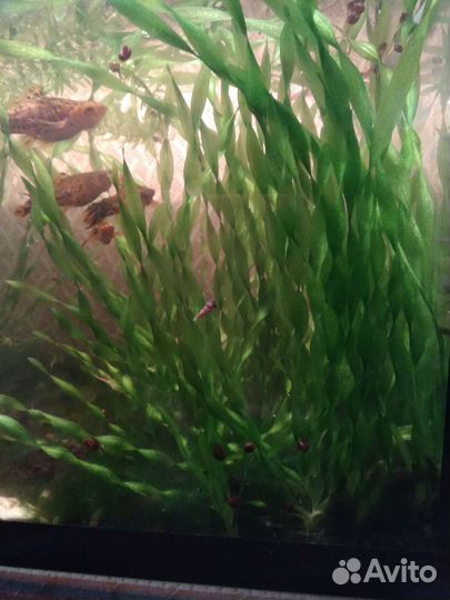 Аквариумное растение валеснерия
