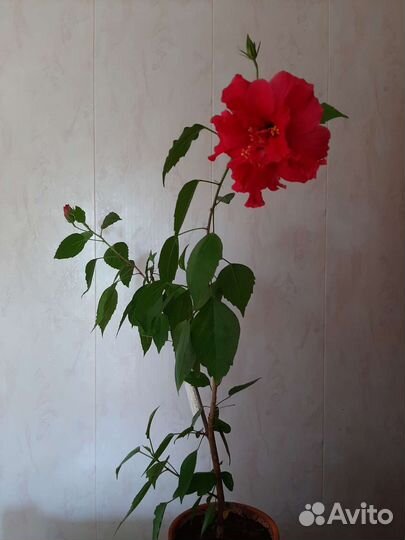 Гибискус Дабл кона