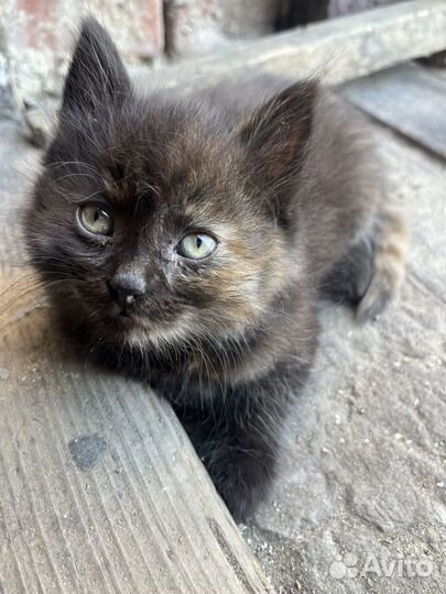 Кошечка
