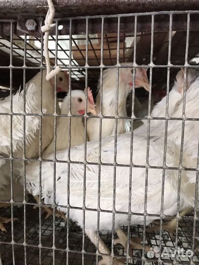 Молодые куры