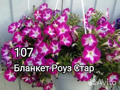 Петуния ампельная