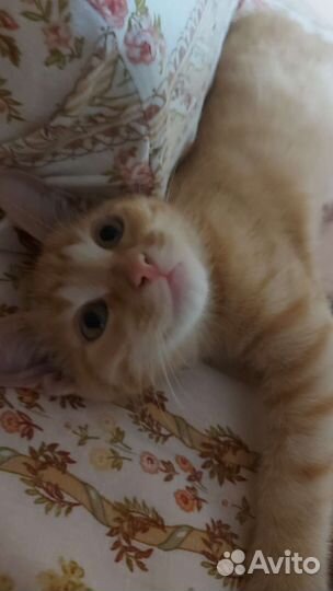 Рыжий котенок в дар 2,5 месяца мальчик