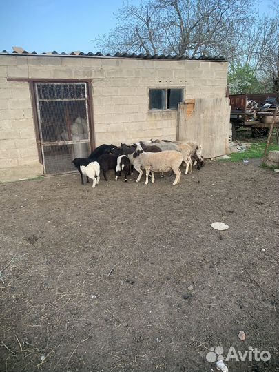 Бараны дорперы