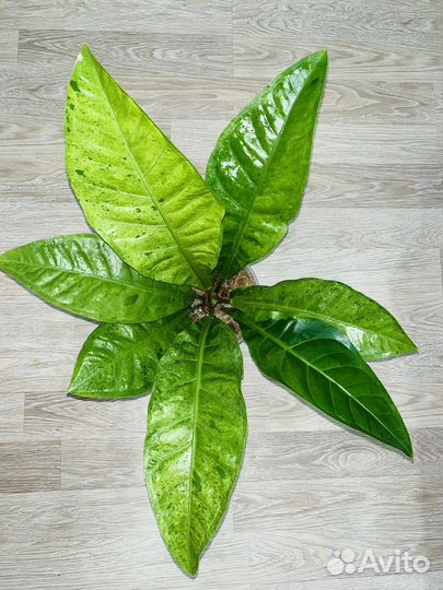 Антуриум вариегатный