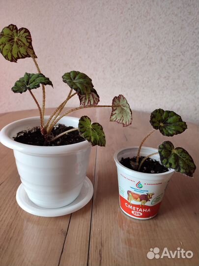 Сингониум, хлорофитум, бегония