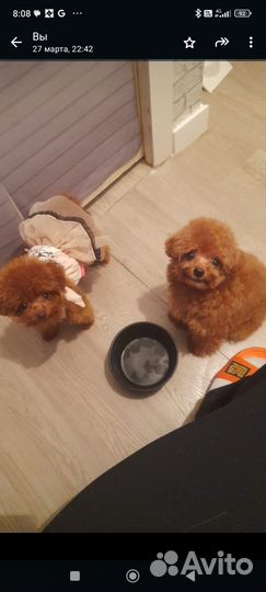 Вязка тикап Тедди из китая