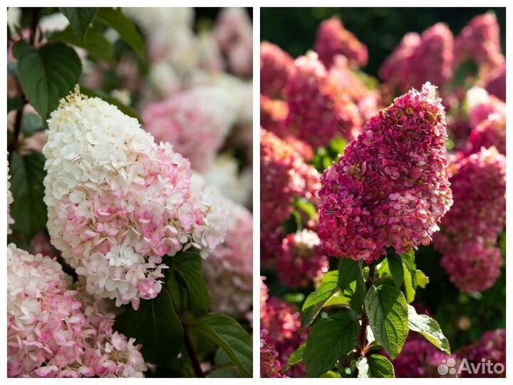 Гортензия Самарская Лидия Взрослый куст