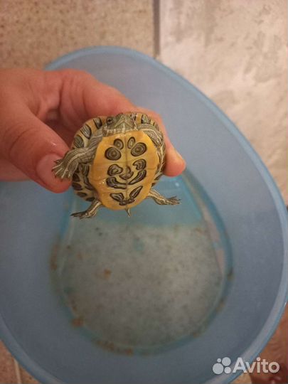 Черепашки красноухие