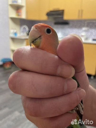 Попугаи неразлучники