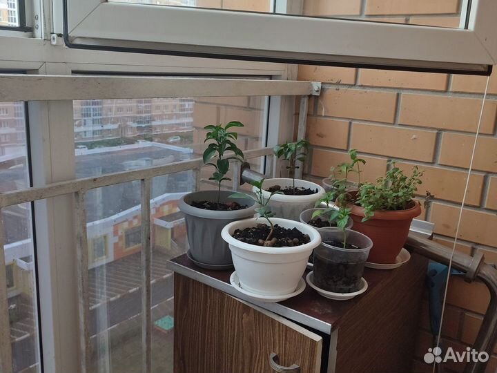 Мандариновое дерево