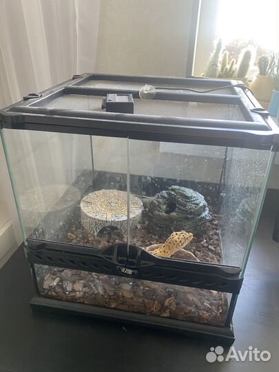 Паук-птицеед, эублефар, террариумы с наполнением