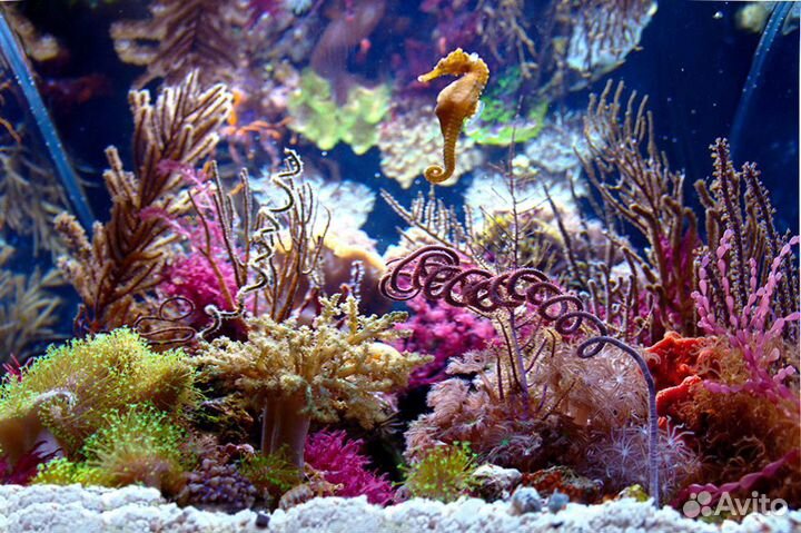 Морской аквариум - изготовление, запуск, офомление