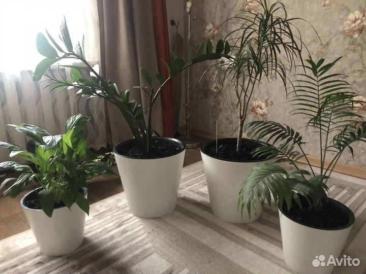 Комнатные цветы