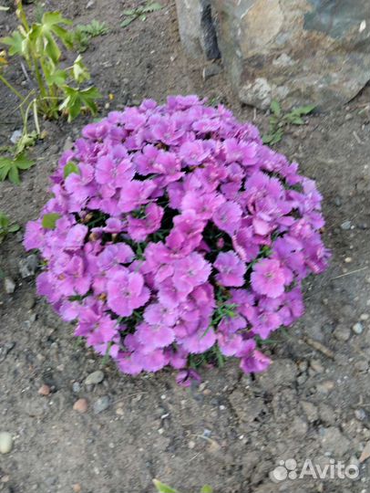 Многолетники. См профиль много растений