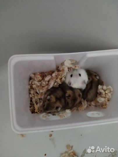 Джунгарский хомяк