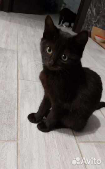 Чёрная пантерка)