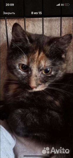 Кошечка малыш