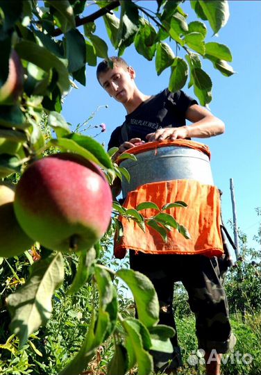 Работник по сборке яблок в саду с проживанием