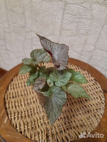 Бегония декоративно лиственная