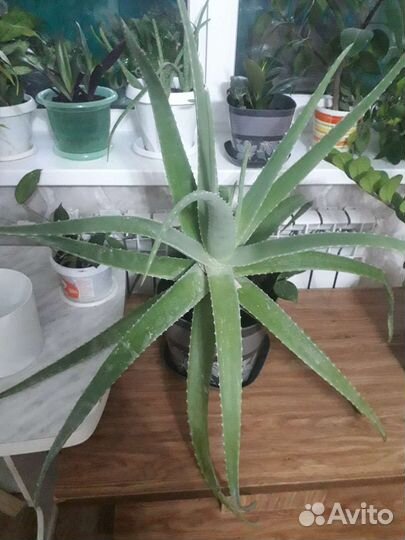 Алое- Вера 5лет