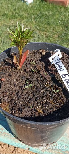 Пион Генри Бокстос