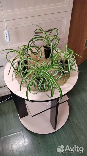 Хлорофитум кудрявый Бонни