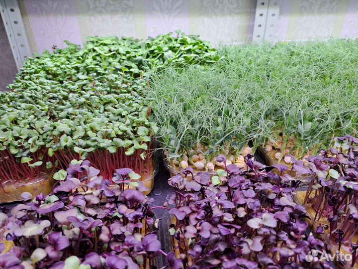 Микрозелень