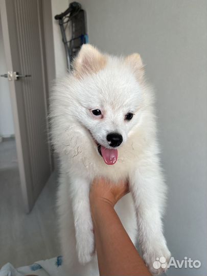 Немецкий шпиц