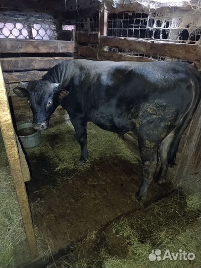 Бычок на мясоо