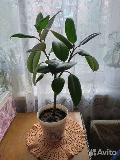 Фикус. Аглаонема Мария