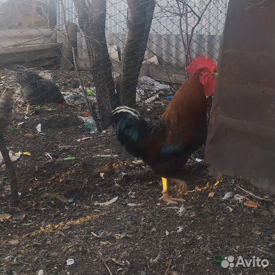 Куры петухи