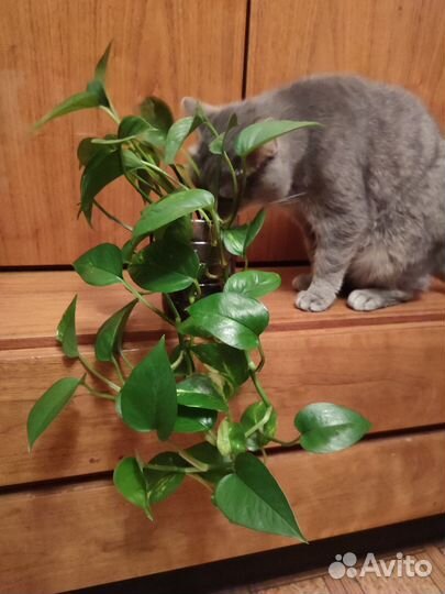 Цветок за сахар по Королеву привезу