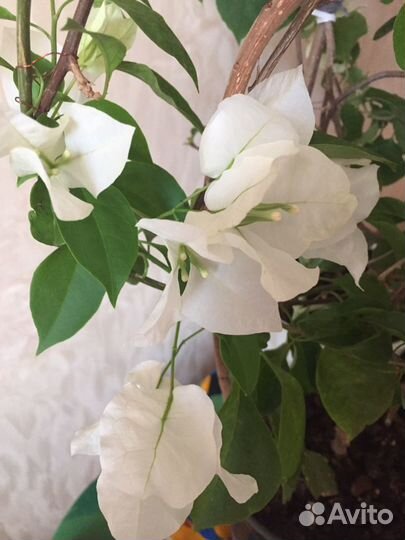 Бугенвиллия