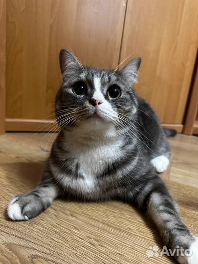 Кошка