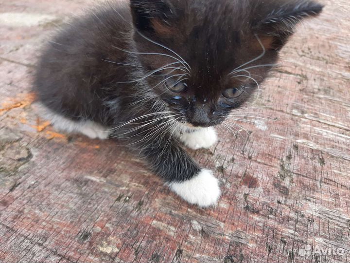 Котёнок