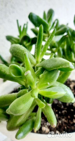 Толстянка Крассула Хобит