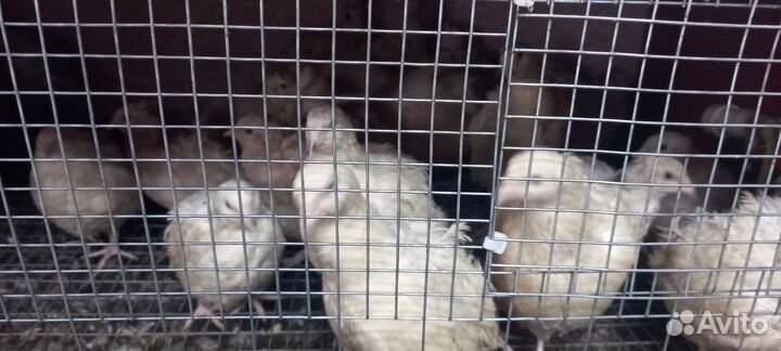 Перепела продажа