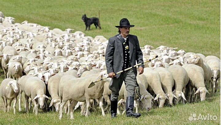 Чабан пастух