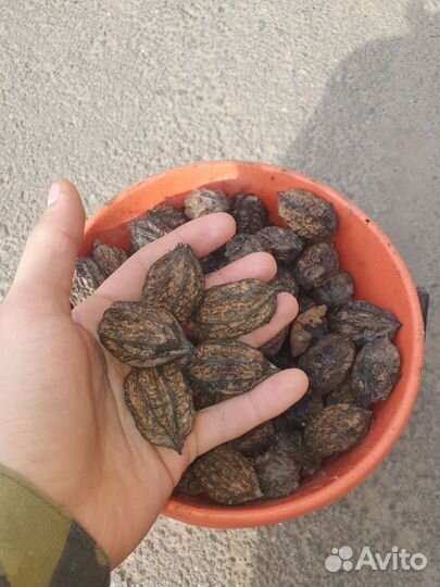 Маньчжурский орех