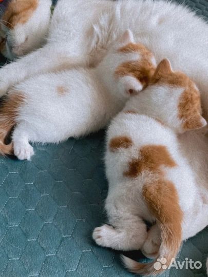 Экзотическая кошка