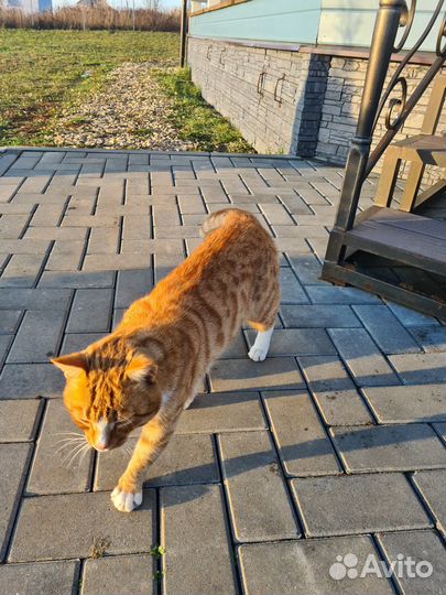Котик ищет дом