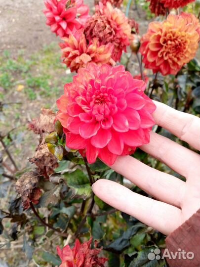 Георгины клубни