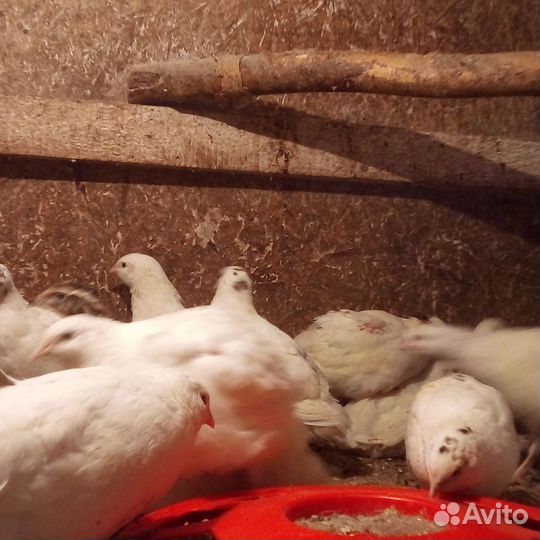 Яйцо на инкубацию